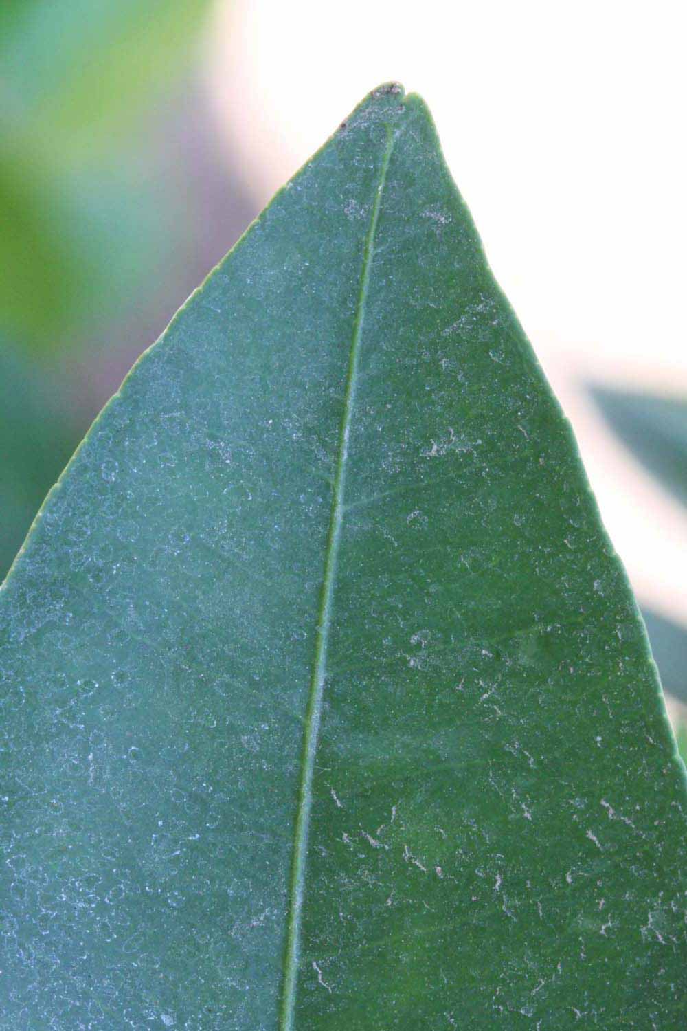              Margin (Riverside, CA)       